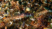 Coryphopterus urospilus Gobie a point rouge-La Paz Epave Salvatierra-4m-20181030-Denis-ADER-DSC_1313_tn